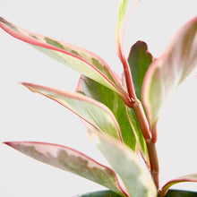 Load image into Gallery viewer, Peperomia Clusiifolia Jelly