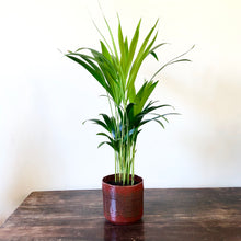 Load image into Gallery viewer, Areca Palm - Dypsis lutescens