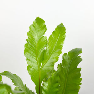 champion bird's nest fern Bird's Nest Fern -Asplenium Nidus Campio – Plant Pet Club