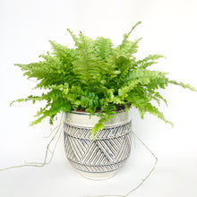 Load image into Gallery viewer, Boston Fern - Nephrolepis exaltata