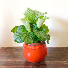 Load image into Gallery viewer, Pet-Friendly Plant Pets