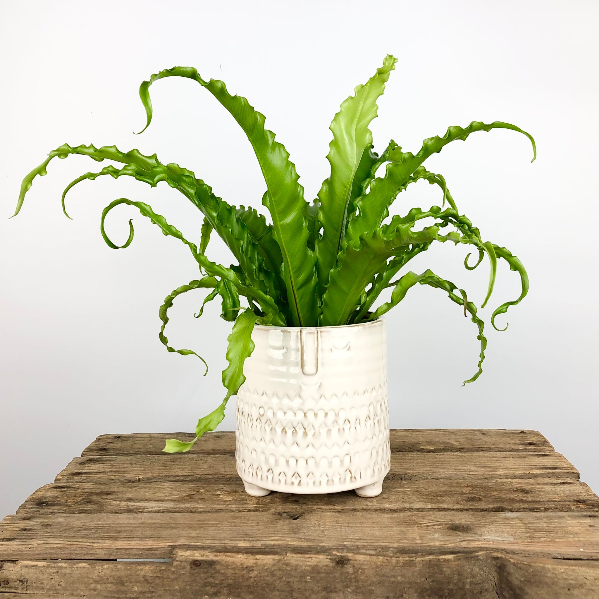 bird's nest fern osaka Bird's nest Fern -Asplenium Osaka – Plant Pet Club