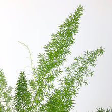 Load image into Gallery viewer, Foxtail Fern - Asparagus Densiflorus  Myers