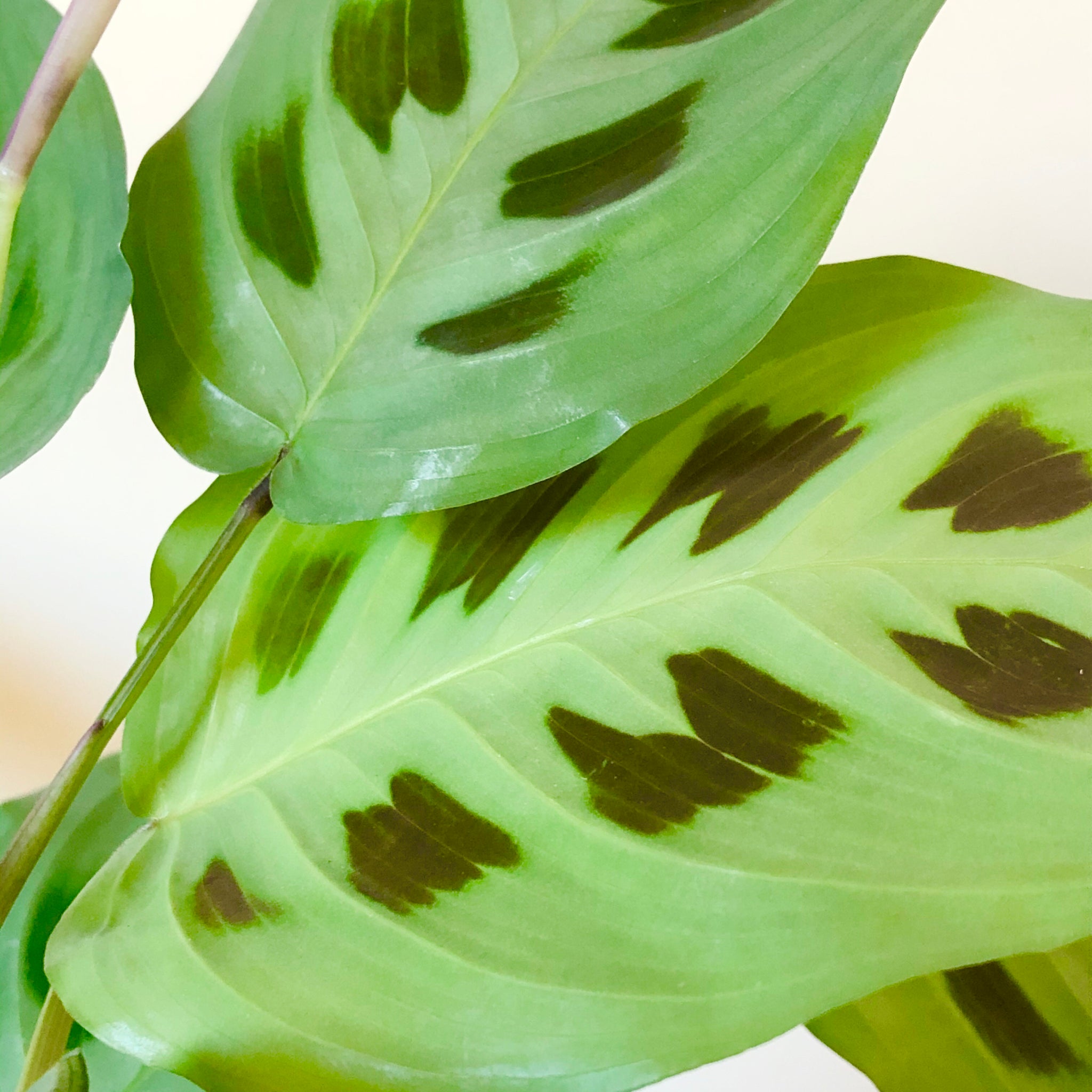 rabbit foot prayer plant Rabbit's Foot