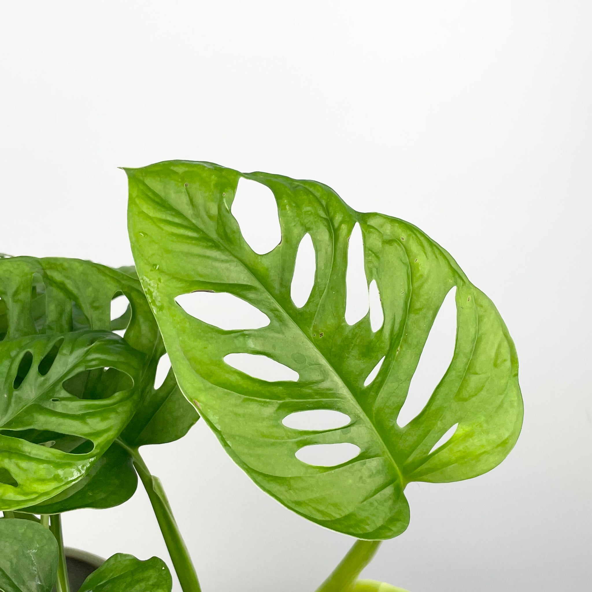 monkey monstera plant Monstera Monkey Leaf