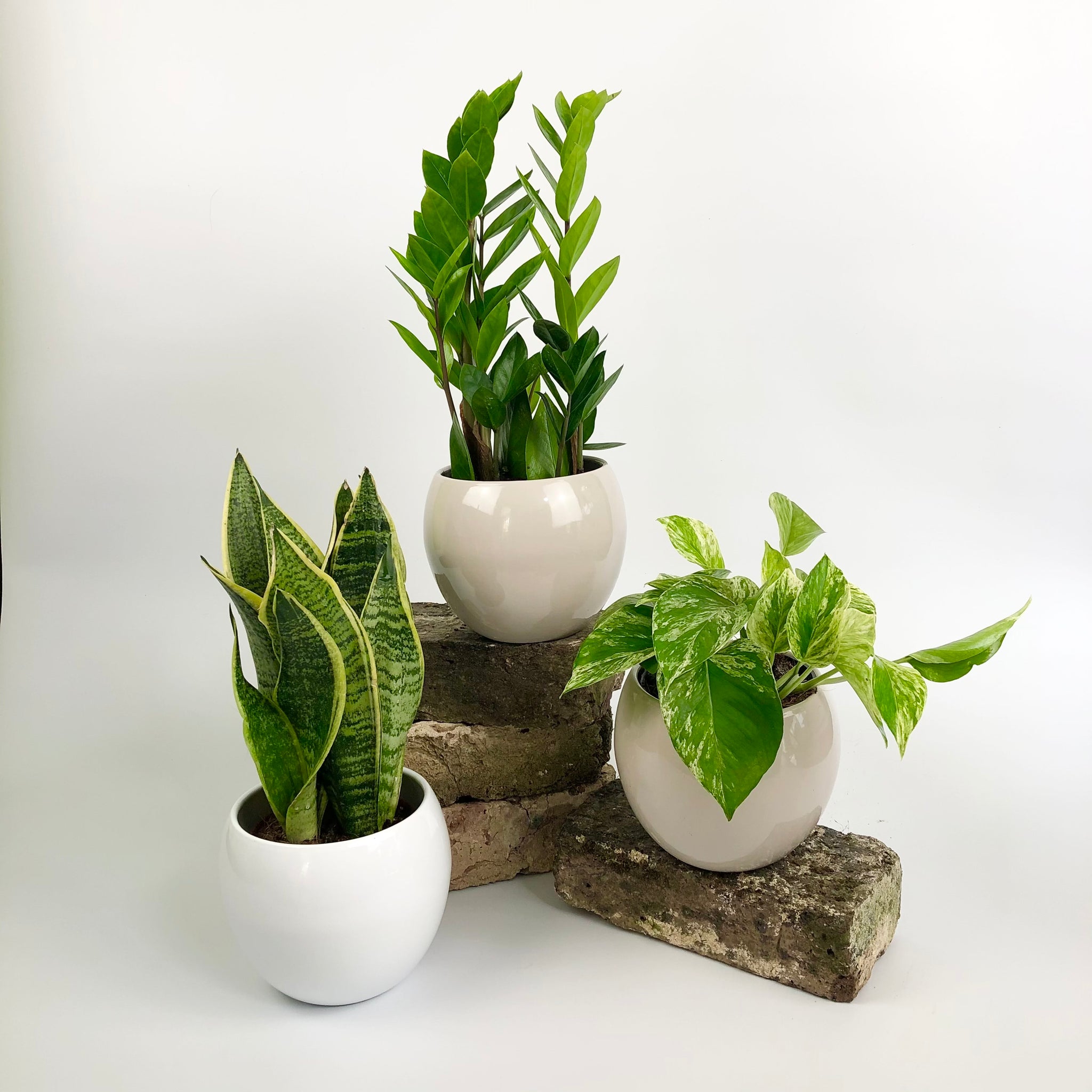 indoor plant delivery uk Hardy Houseplant Starter Kit for Beginners