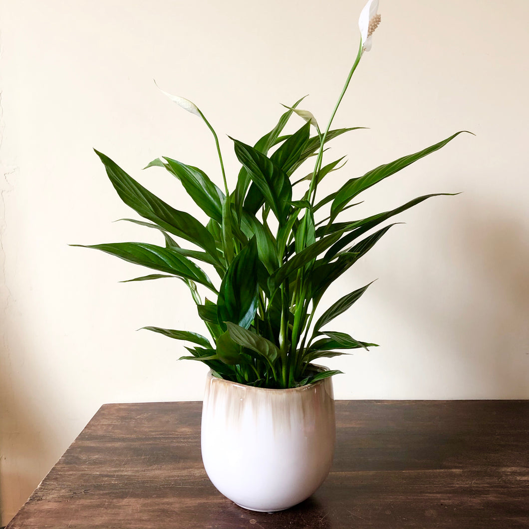 peace lily plant ikea Peace Lily