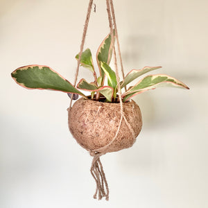Peperomia Clusiifolia Jelly