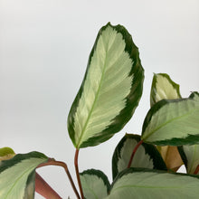 Load image into Gallery viewer, Calathea roseopicta &#39;Corona&#39;