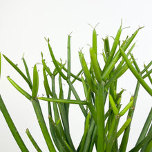 Load image into Gallery viewer, Euphorbia Tirucalli - Pencil Cactus