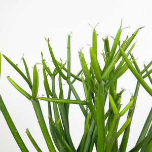 Euphorbia Tirucalli - Pencil Cactus