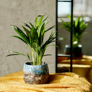 Pet-Friendly Plant Pets