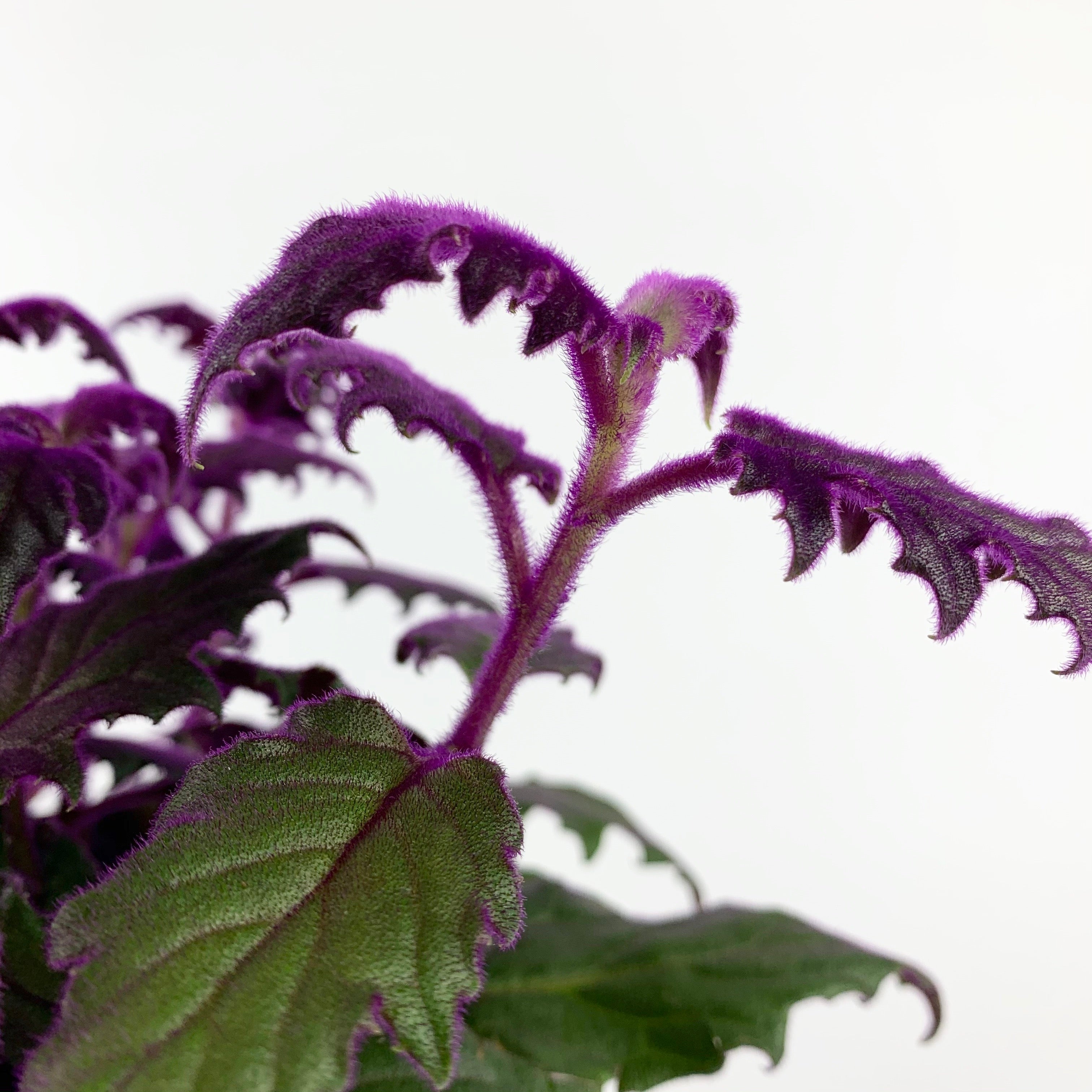 Purple Passion Plant - Gynura aurantiaca