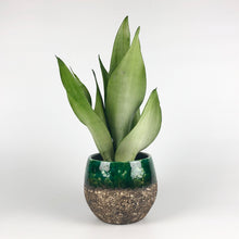 Load image into Gallery viewer, Snake Plant Moonshine - Sansevieria Moonshine